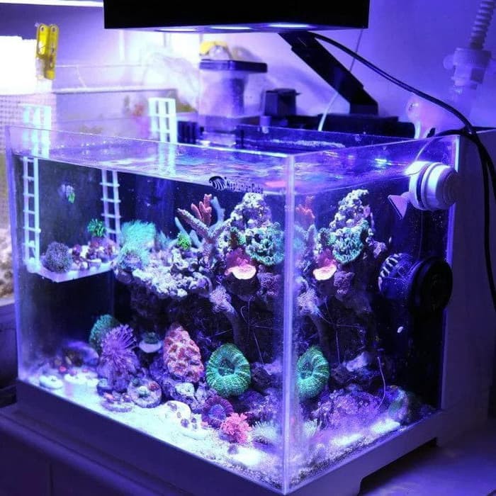 Detail Lampu Aquarium Laut Terbaik Nomer 11