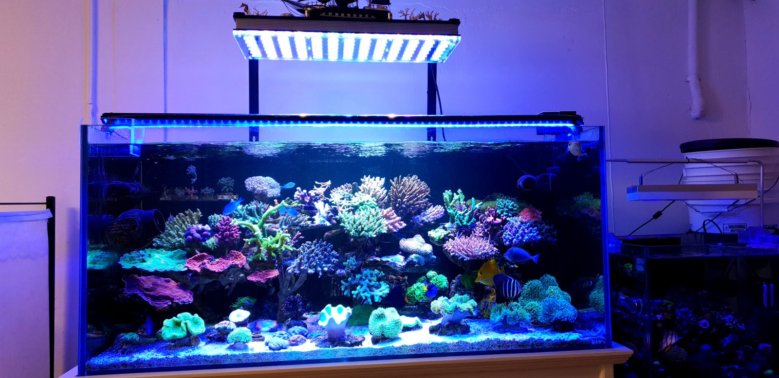 Detail Lampu Aquarium Laut Terbaik Nomer 16