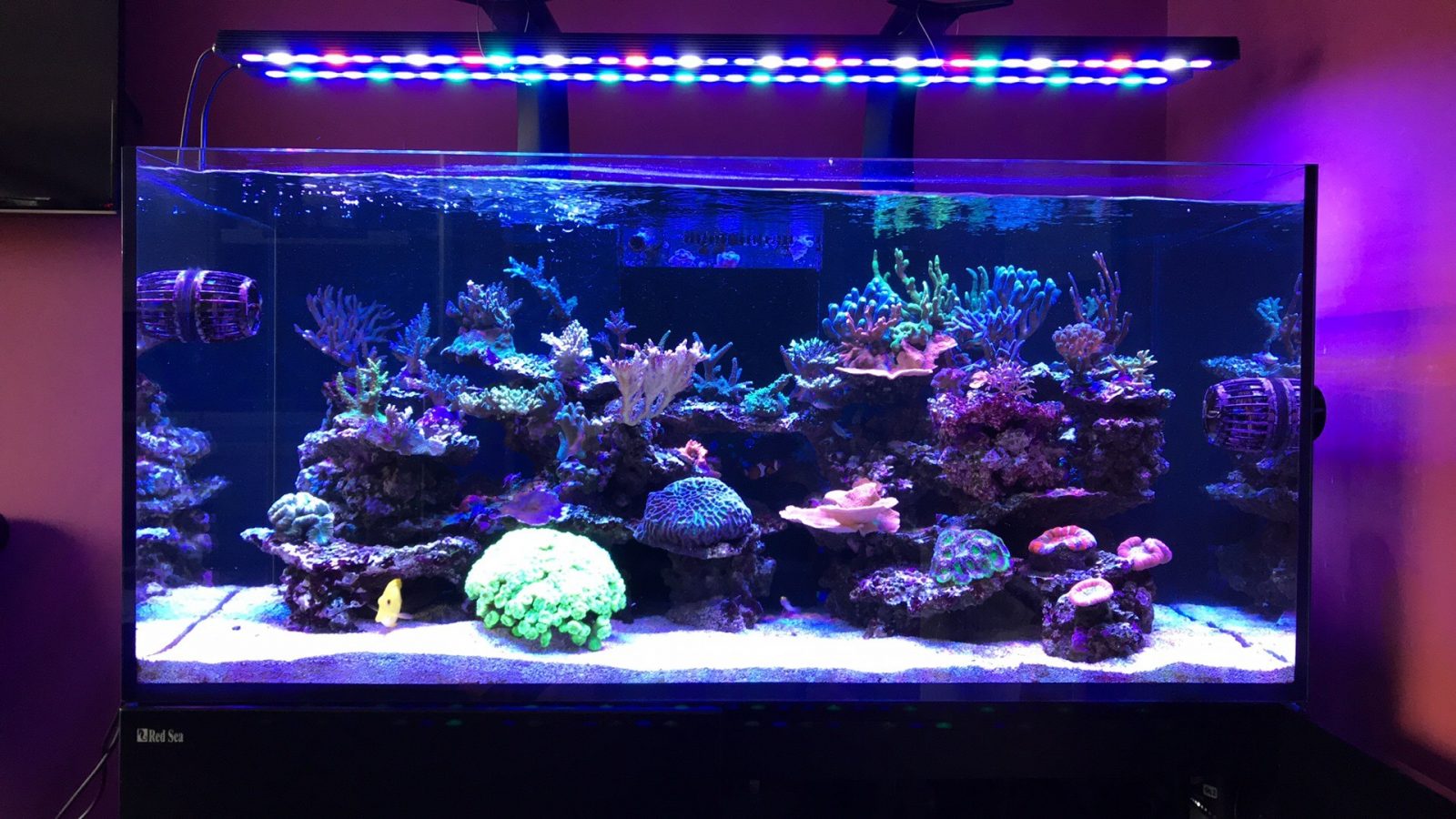 Detail Lampu Aquarium Laut Terbaik Nomer 17