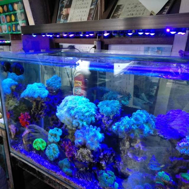 Detail Lampu Aquarium Laut Terbaik Nomer 4