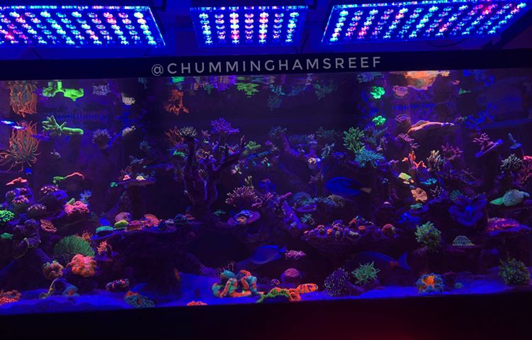 Detail Lampu Aquarium Laut Terbaik Nomer 36