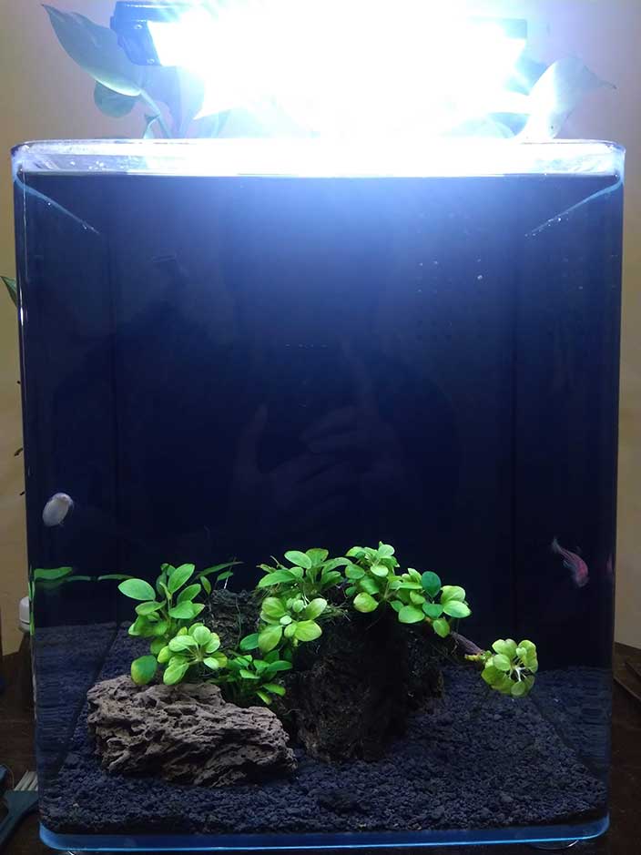 Detail Lampu Aquascape Nomer 16