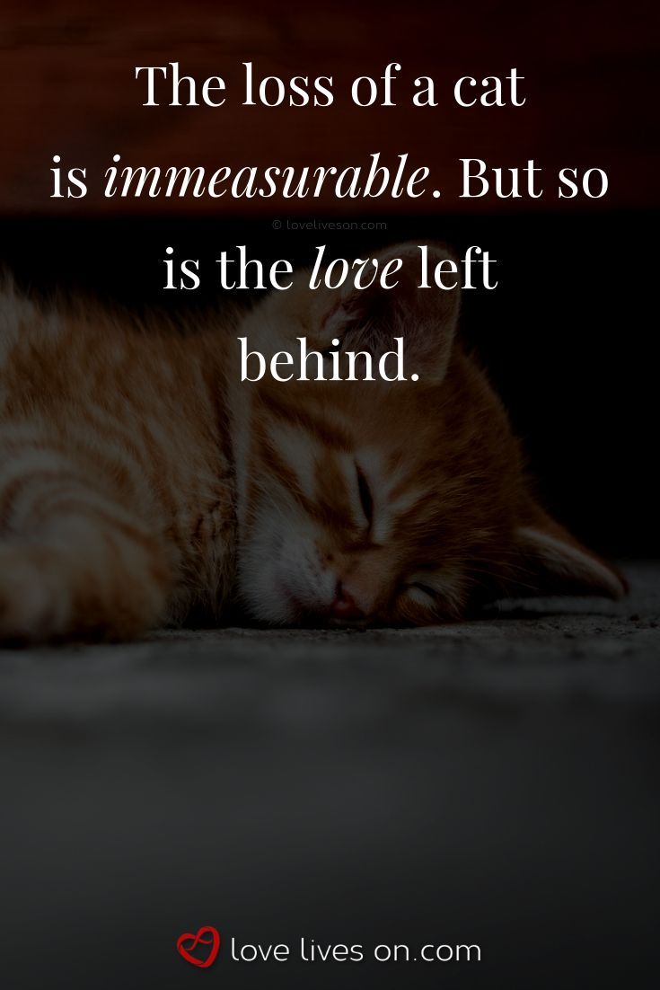 Missing Cat Quotes - KibrisPDR