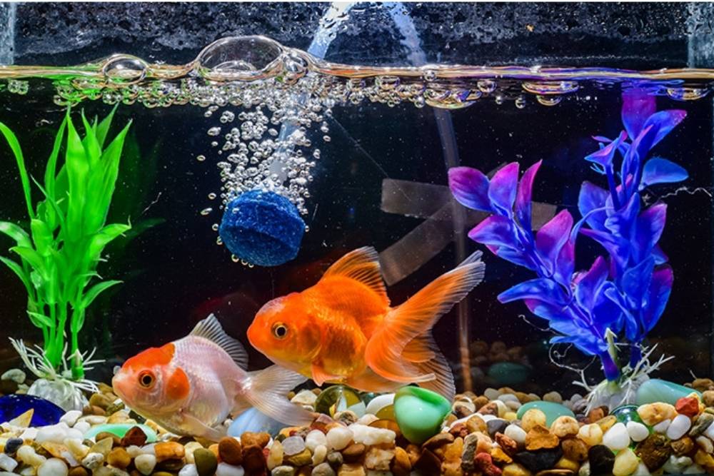 Detail Mitos Aquarium Di Dalam Rumah Nomer 30