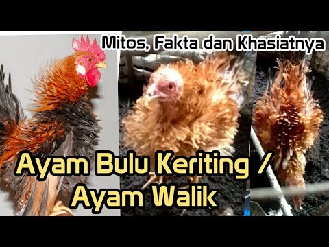 Detail Mitos Ayam Walik Nomer 10