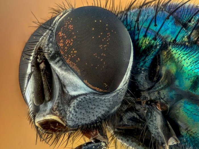 Detail Mitos Banyak Lalat Di Rumah Nomer 19