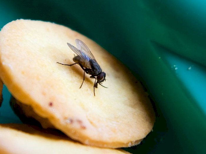 Detail Mitos Banyak Lalat Di Rumah Nomer 27