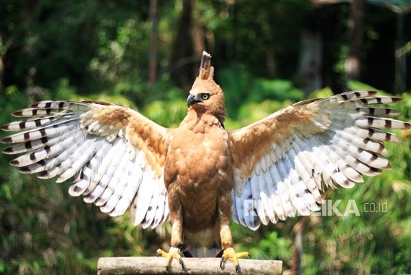 Detail Mitos Burung Elang Nomer 2