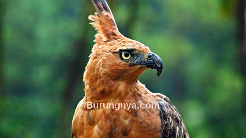 Detail Mitos Burung Elang Nomer 18