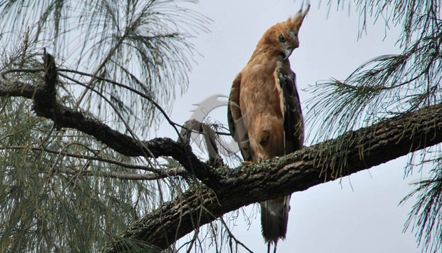 Detail Mitos Burung Elang Nomer 26