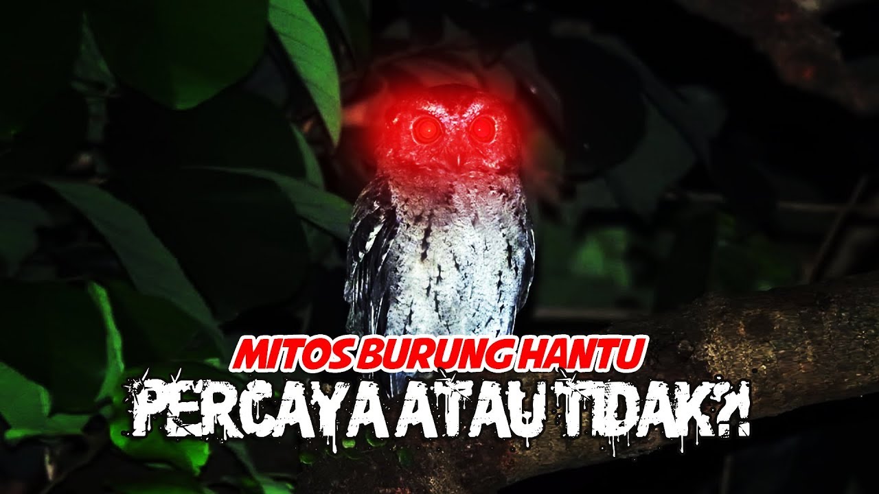 Detail Mitos Burung Hantu Nomer 27