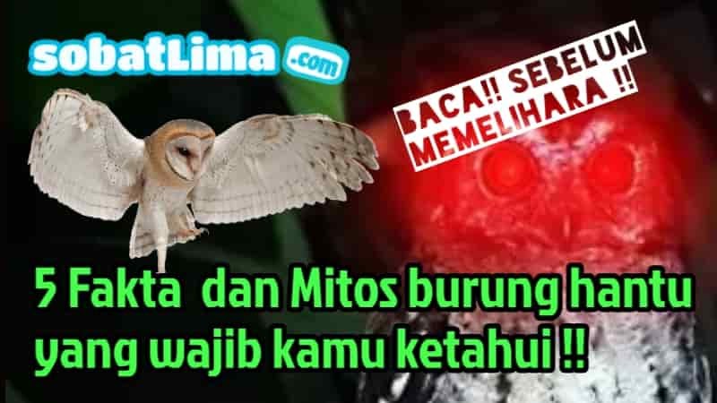 Detail Mitos Burung Hantu Nomer 31