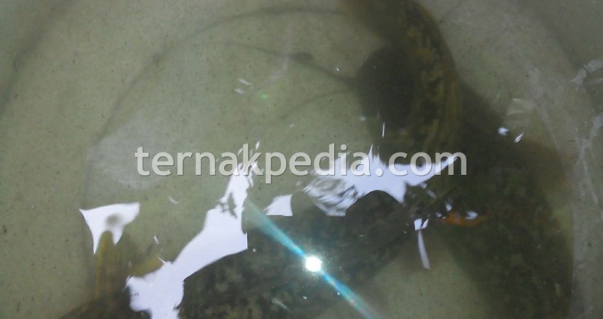 Detail Mitos Kolam Ikan Depan Rumah Nomer 20