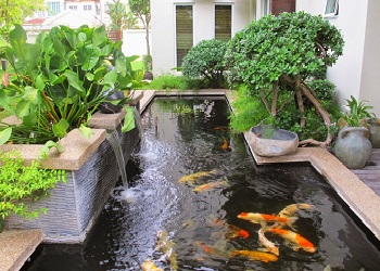 Detail Mitos Kolam Ikan Depan Rumah Nomer 6