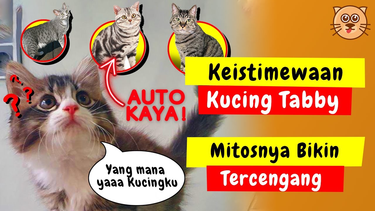 Mitos Kucing Tabby - KibrisPDR