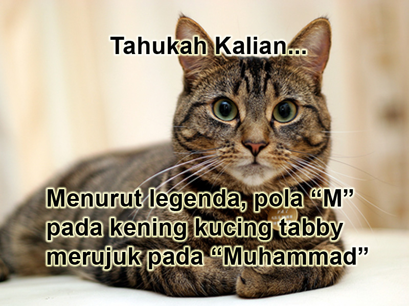 Detail Mitos Kucing Tabby Nomer 2