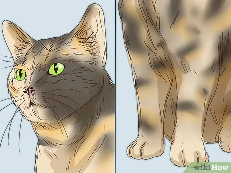 Detail Mitos Kucing Tabby Nomer 29