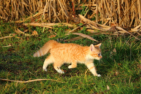 Detail Mitos Kucing Tabby Nomer 30