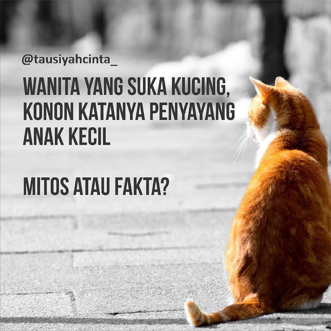 Detail Mitos Kucing Tabby Nomer 34