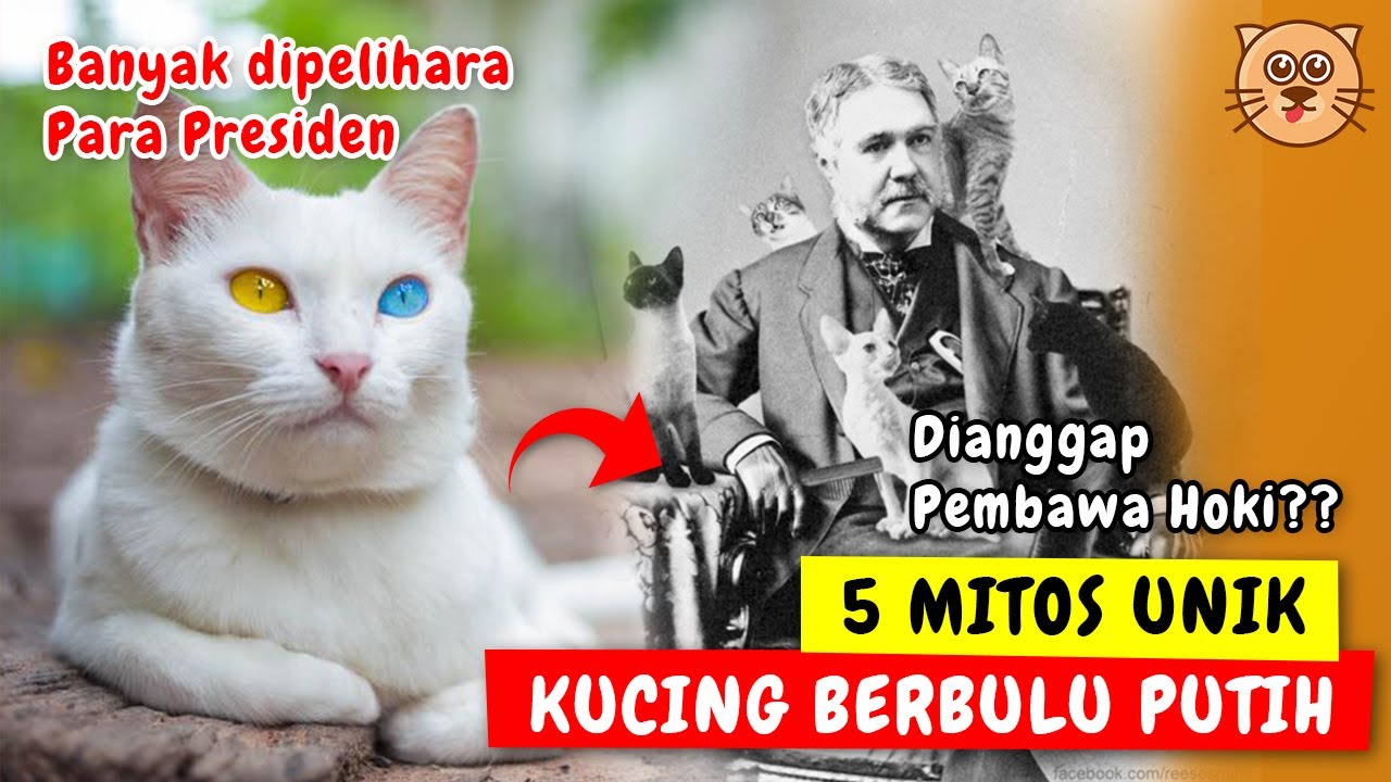 Detail Mitos Kucing Tabby Nomer 37