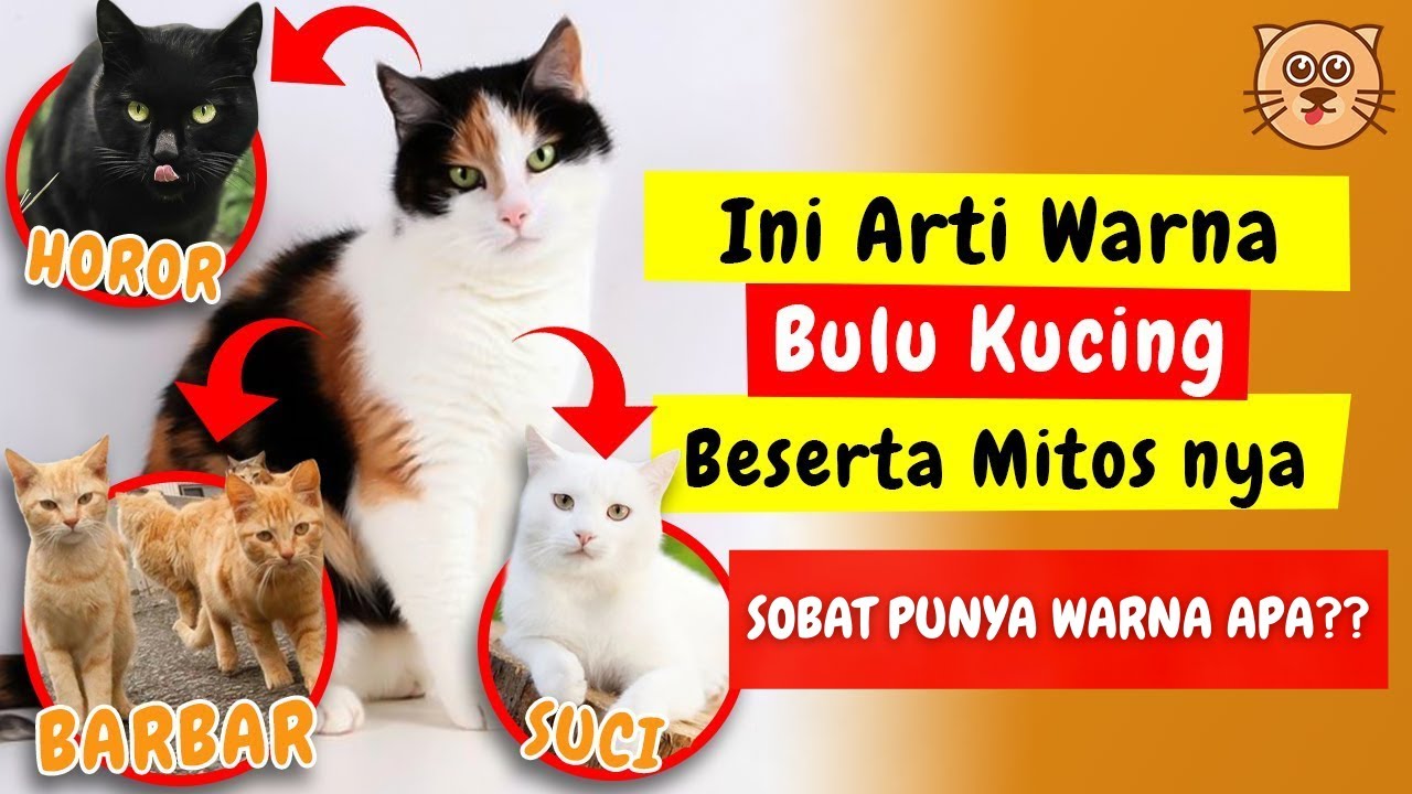 Detail Mitos Kucing Tabby Nomer 50