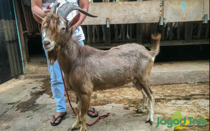 Detail Mitos Tanduk Kambing Hutan Nomer 35