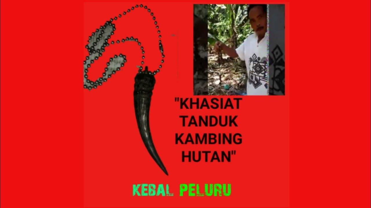 Detail Mitos Tanduk Kambing Hutan Nomer 5