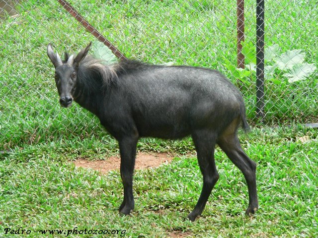 Detail Mitos Tanduk Kambing Hutan Nomer 10