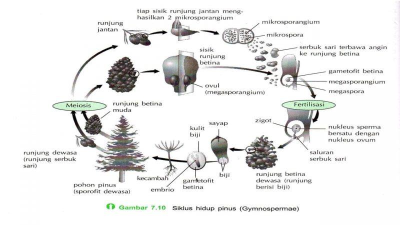 Detail Mitosis Gambar Vignette Pigura Nomer 4