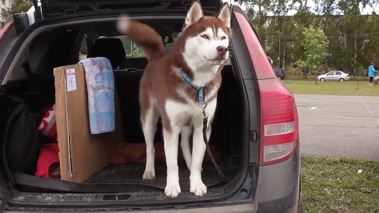 Detail Land Rover Commercial With Huskies Nomer 33