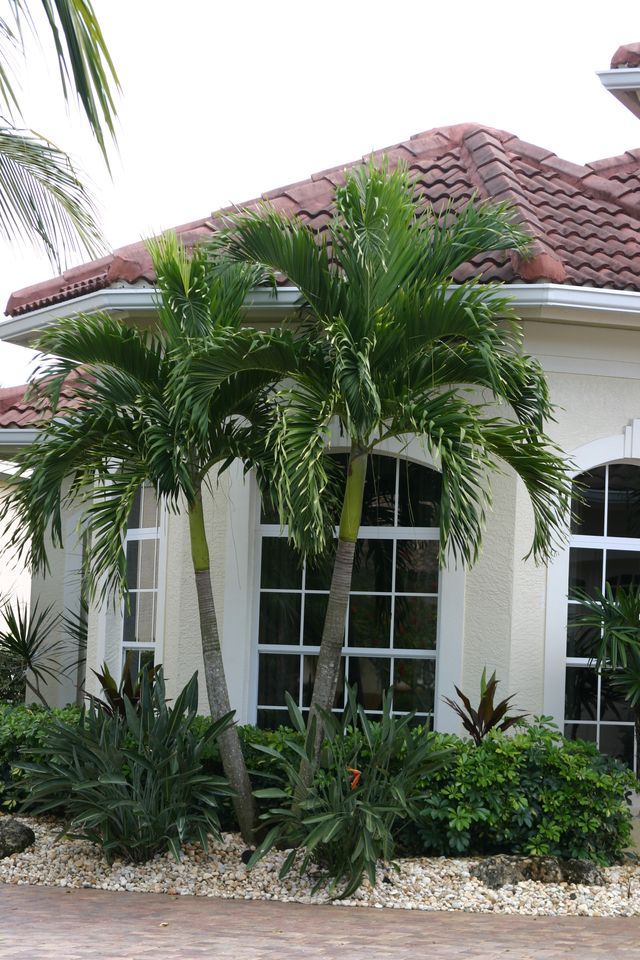 Detail Landscaping With Palm Trees Pictures Nomer 12