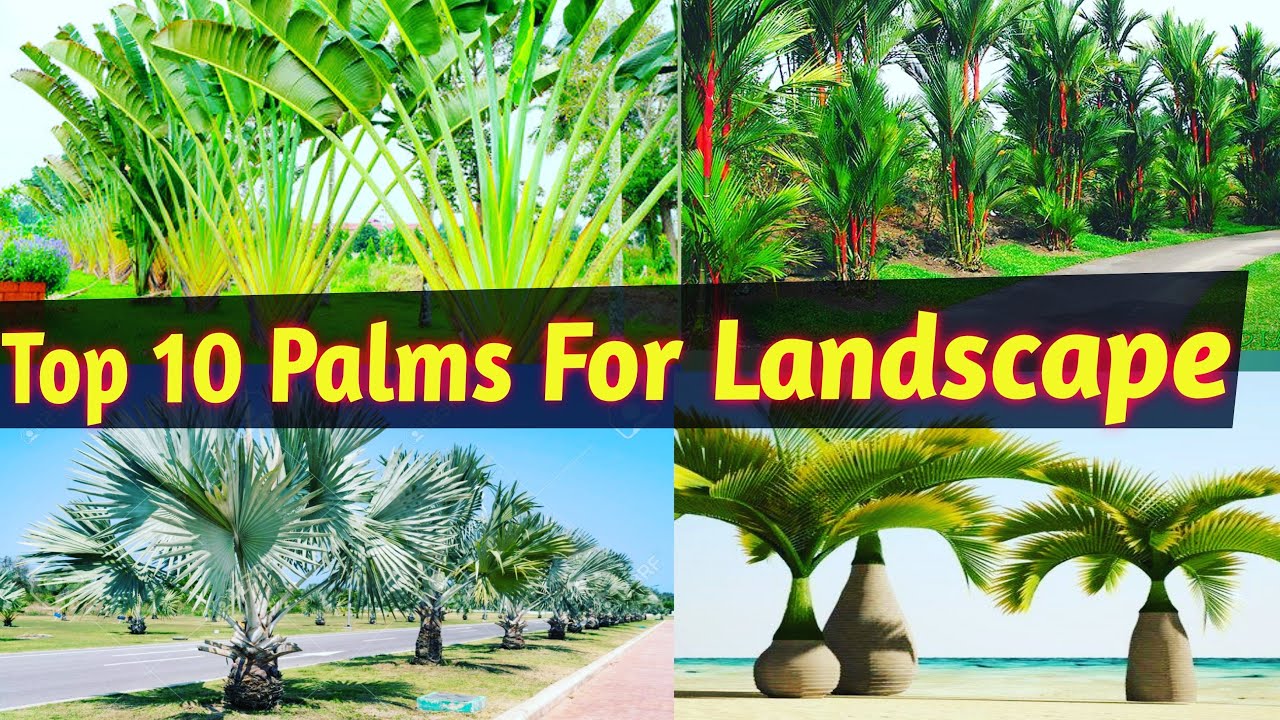 Detail Landscaping With Palm Trees Pictures Nomer 34