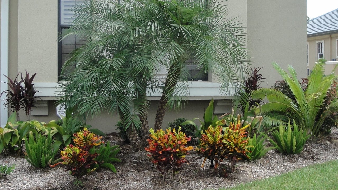 Detail Landscaping With Palm Trees Pictures Nomer 40