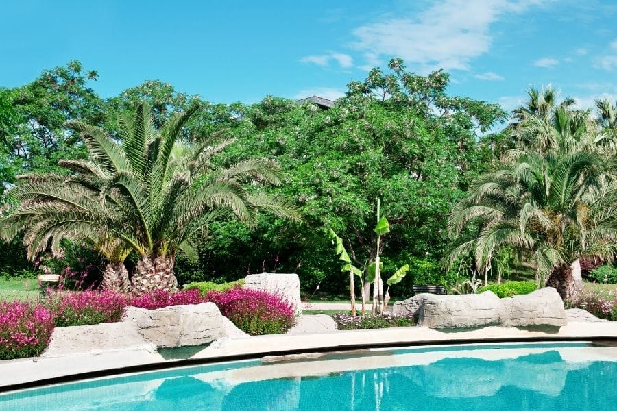 Detail Landscaping With Palm Trees Pictures Nomer 54