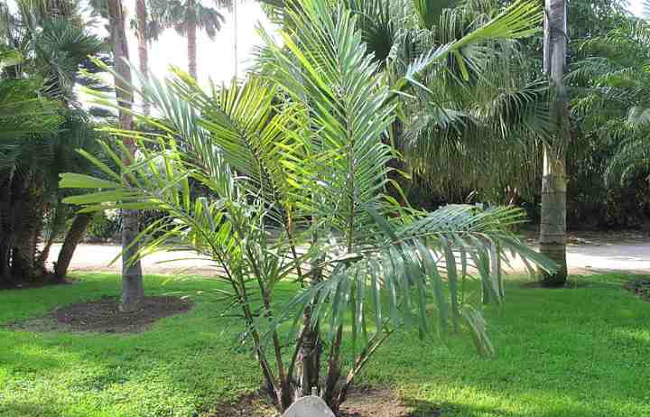 Detail Landscaping With Palm Trees Pictures Nomer 56