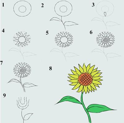 Detail Langkah Langkah Membuat Gambar Bunga Matahari Nomer 9