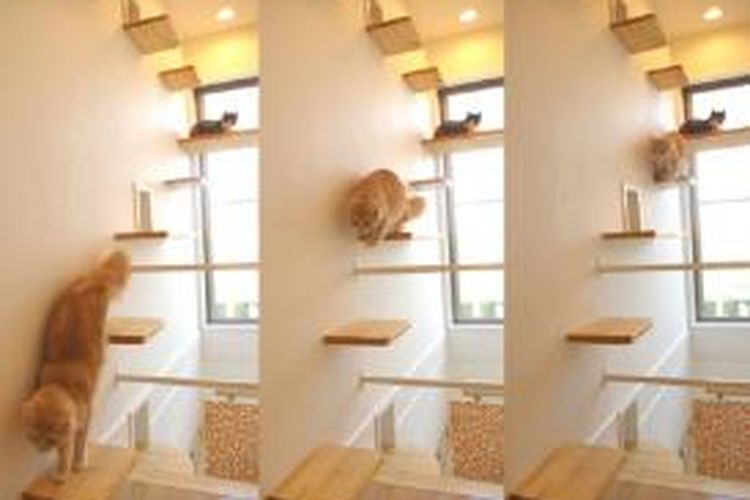 Desain Rumah Kucing Dalam Rumah - KibrisPDR