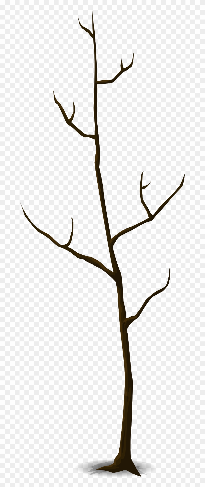 Detail Leafless Plant Nomer 6