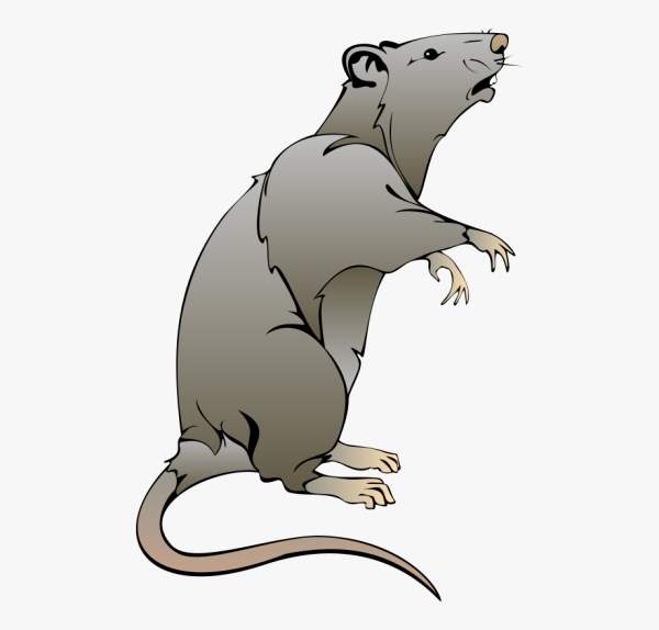 Detail Ratte Malen Nomer 12