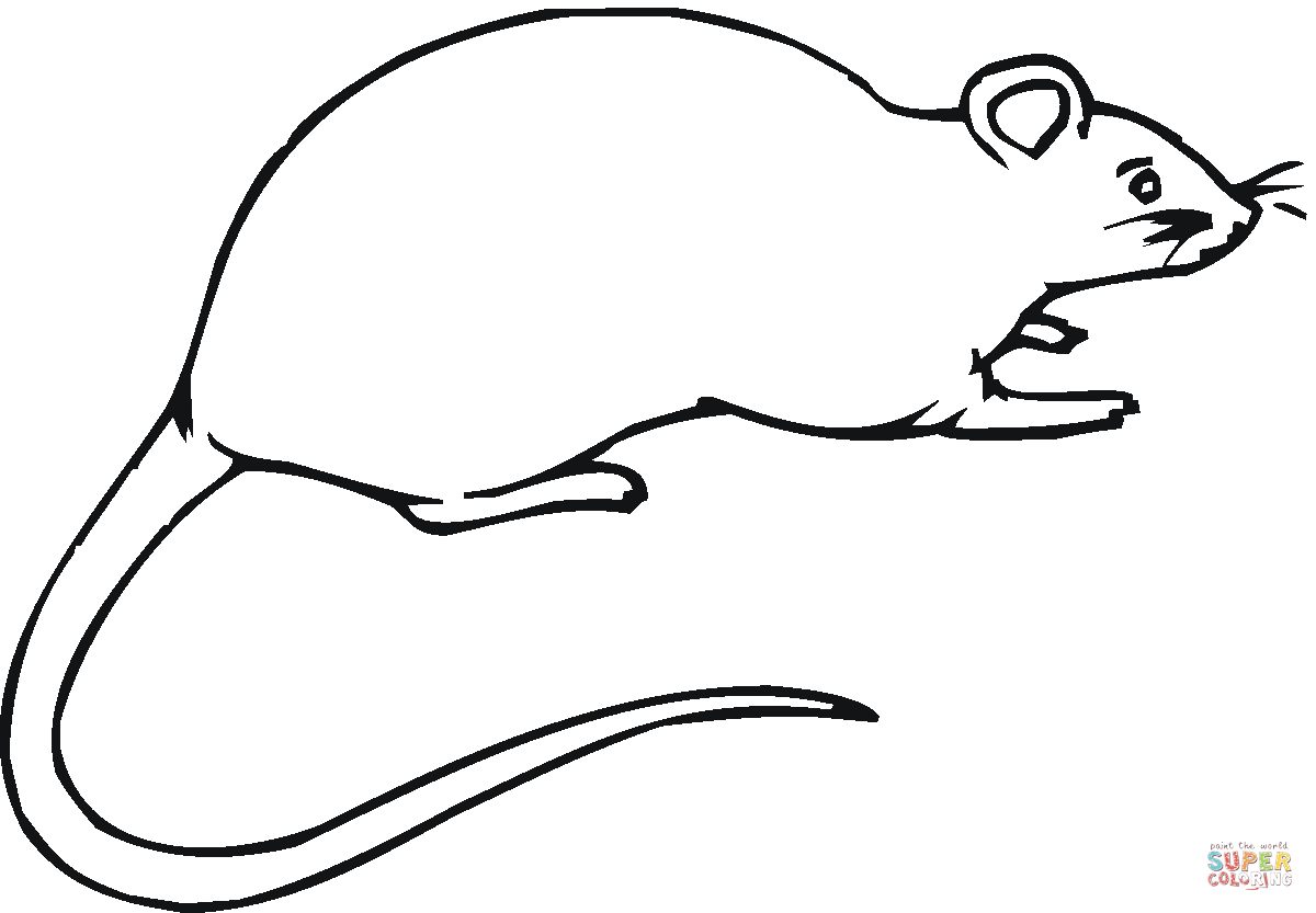 Detail Ratte Malen Nomer 4
