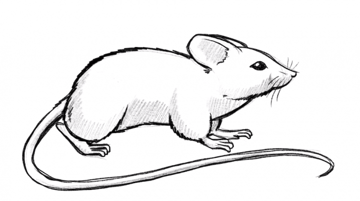 Detail Ratte Malen Nomer 5