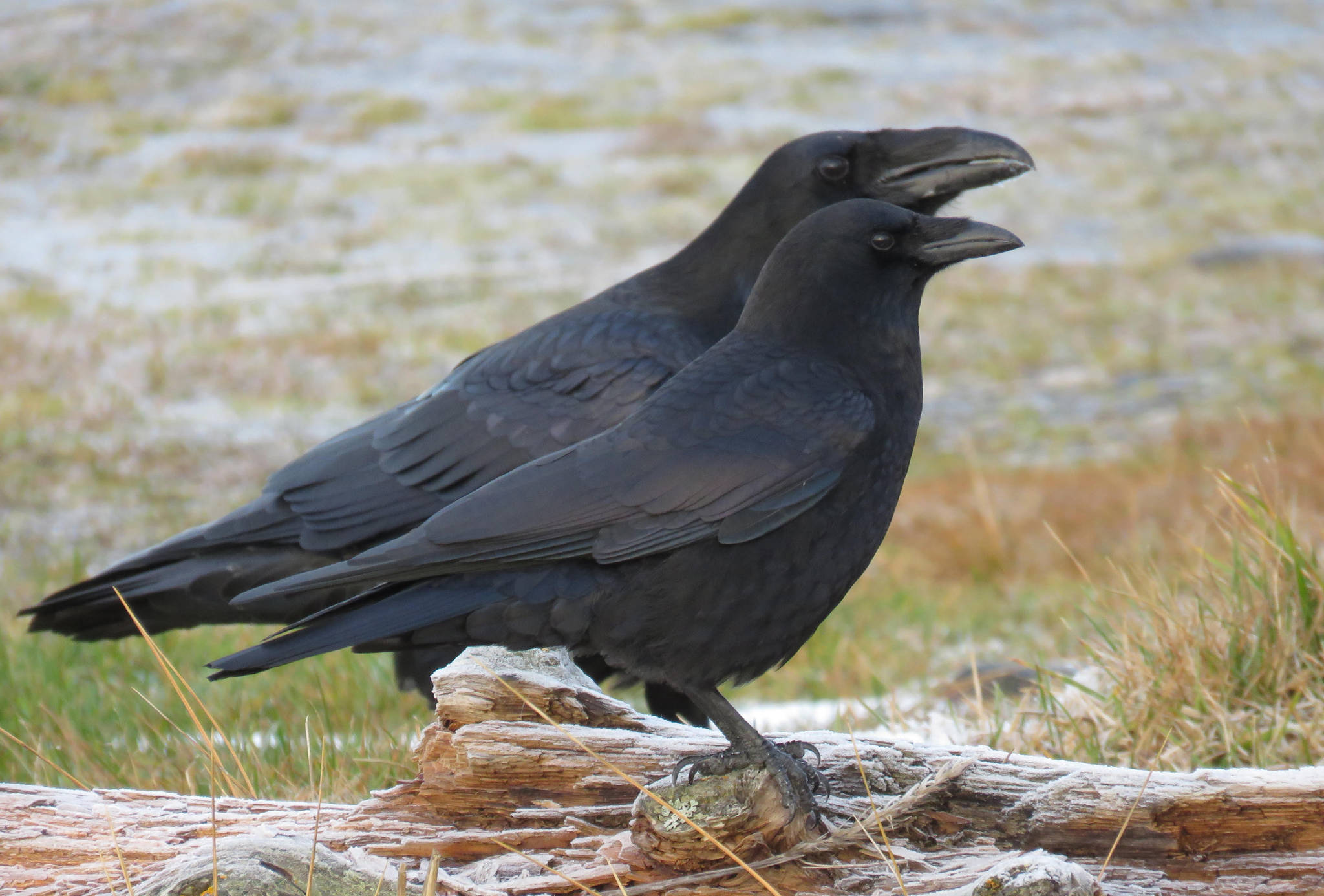 Detail Largest Raven Species Nomer 9