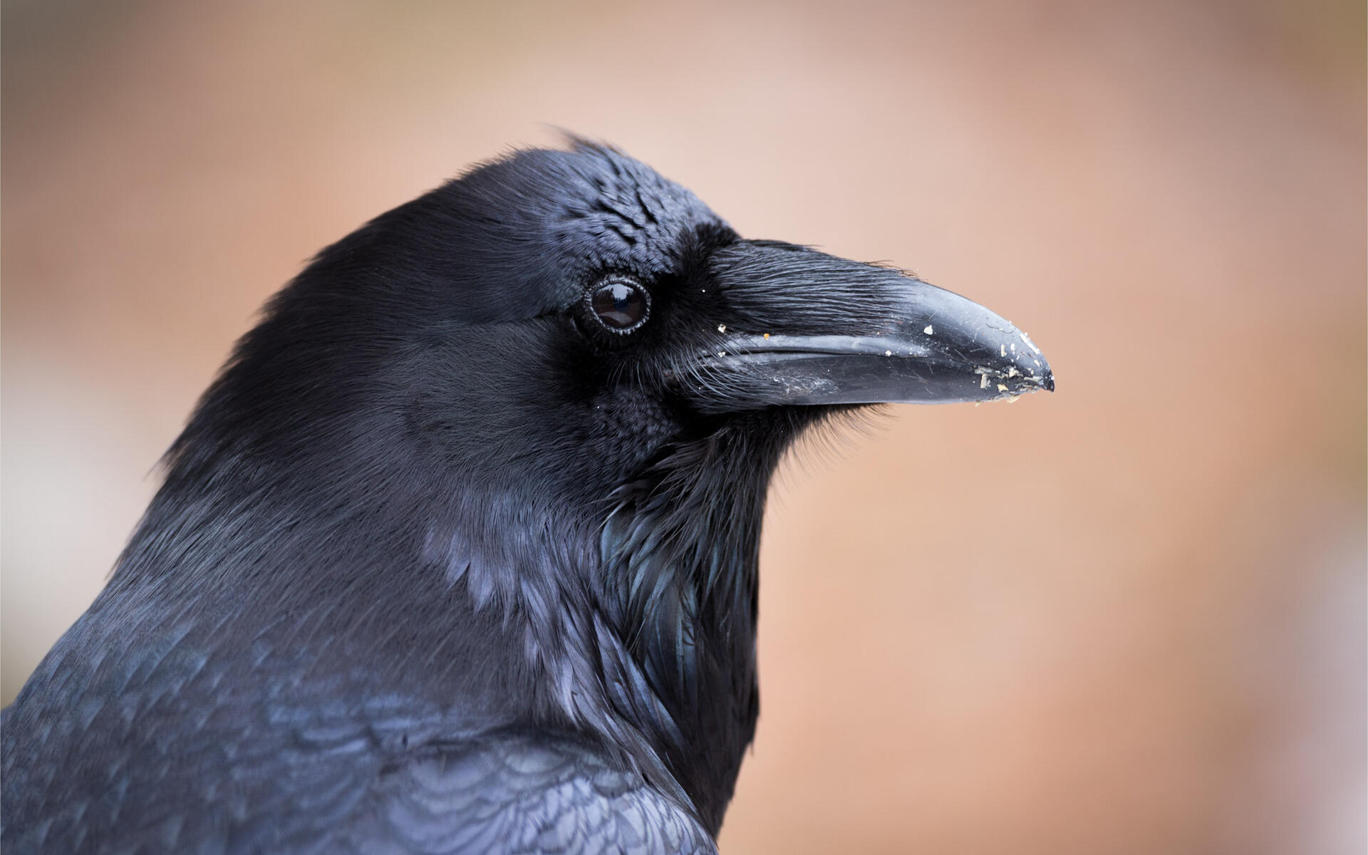 Detail Largest Raven Species Nomer 14