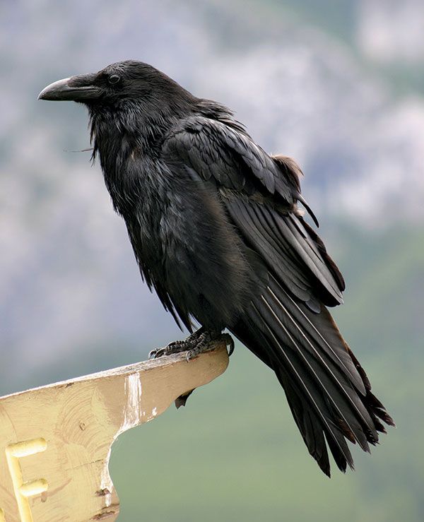 Detail Largest Raven Species Nomer 4
