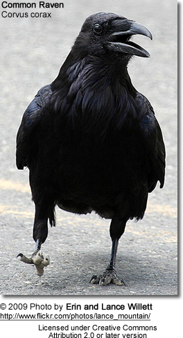 Detail Largest Raven Species Nomer 27
