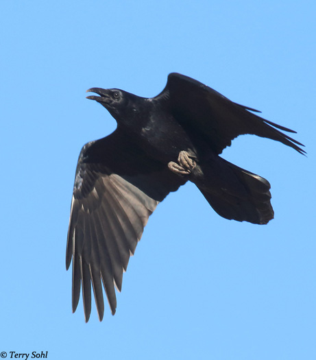 Detail Largest Raven Species Nomer 48