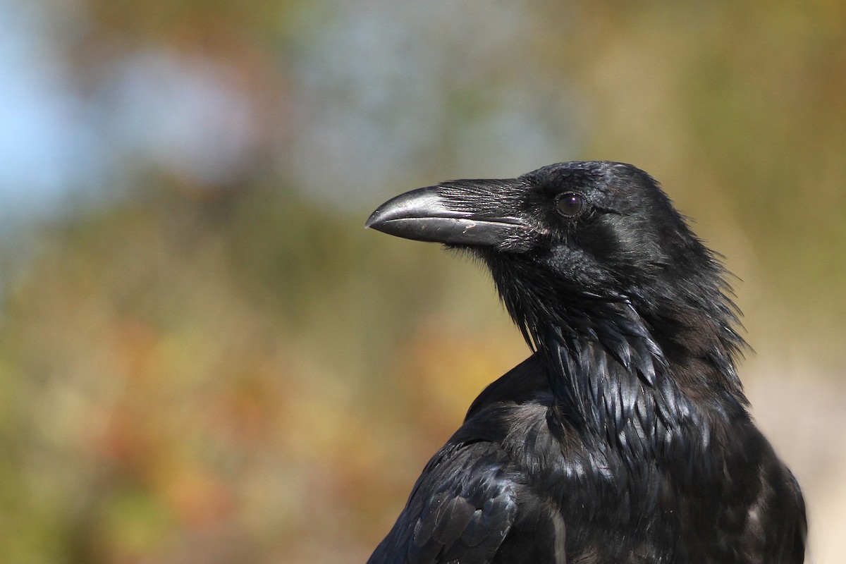 Detail Largest Raven Species Nomer 52