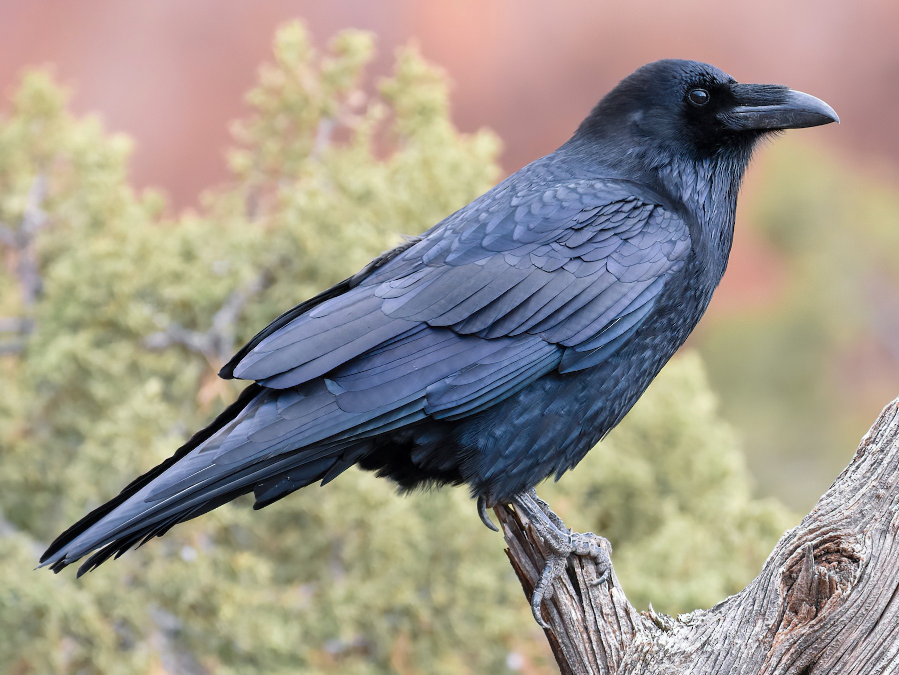 Detail Largest Raven Species Nomer 7