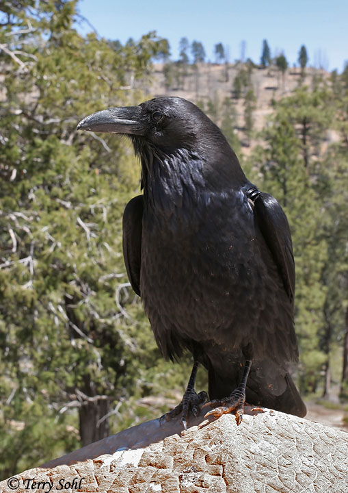 Detail Largest Raven Species Nomer 8