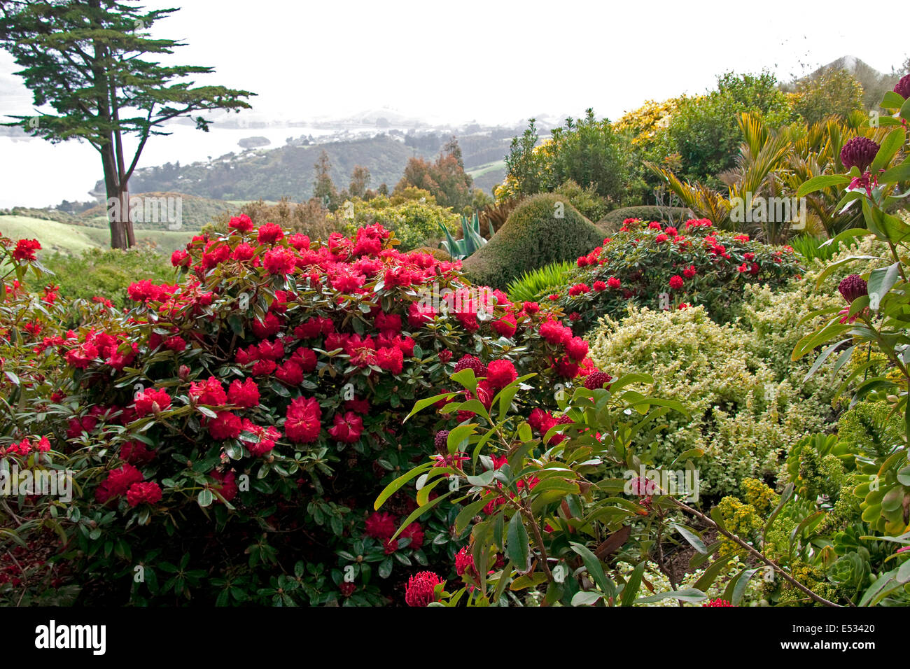 Detail Larnach Castle Gardens Nomer 48